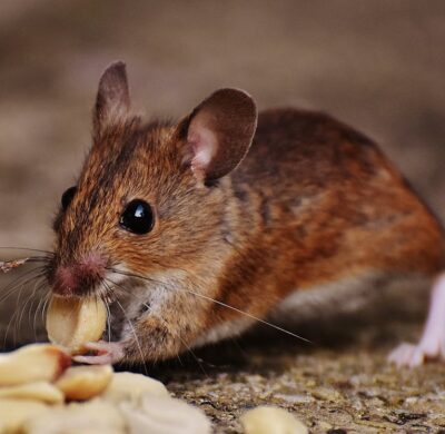 Macro Photo of Brown Rat