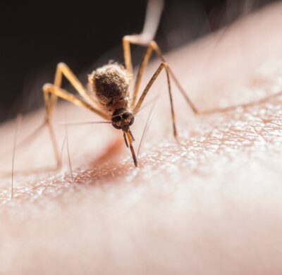 Mosquito Biting on Skin