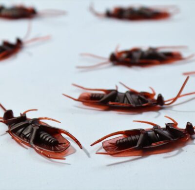 Cockroaches on White Background